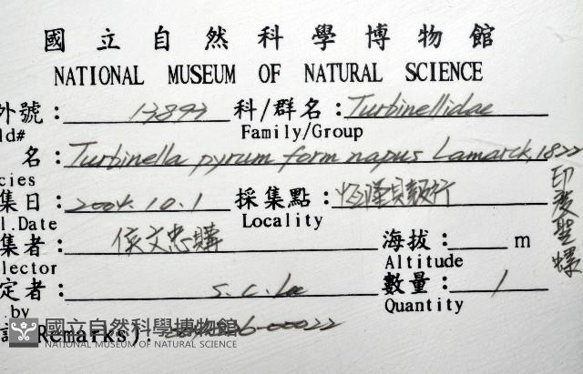 印度聖螺藏品圖，第12張