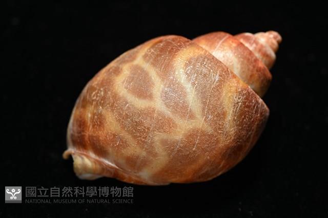 深溝鳳螺藏品圖，第12張