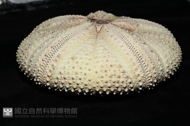 輻星肛海膽藏品圖，第12張