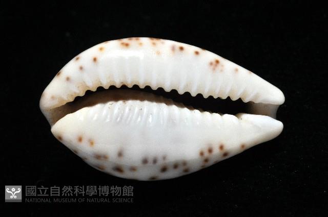 銹斑寶螺藏品圖，第12張
