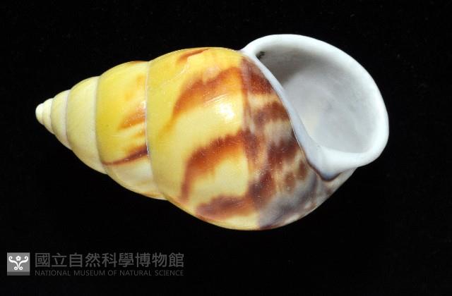 雙旋蝸牛藏品圖，第12張