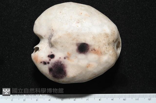 心形緣帶海膽藏品圖，第12張