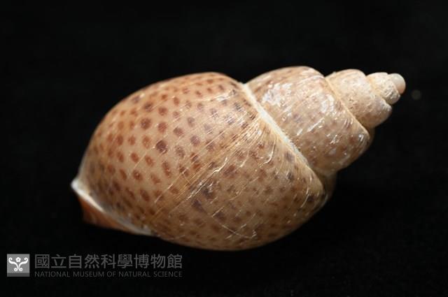 南非鳳螺藏品圖，第12張