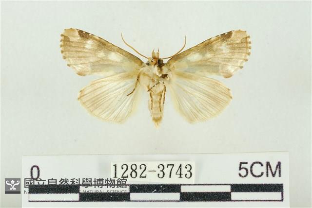 連珠波紋蛾藏品圖，第2張