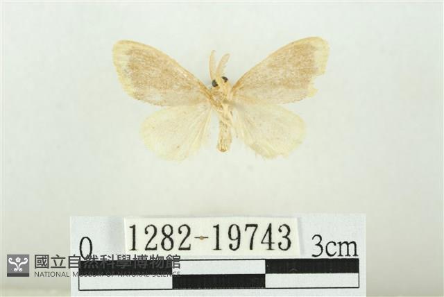 黑翅黃毒蛾藏品圖，第2張