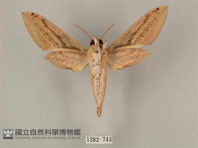 棕綠背線天蛾藏品圖，第2張