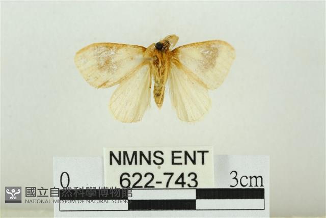 寬紋黃毒蛾藏品圖，第2張