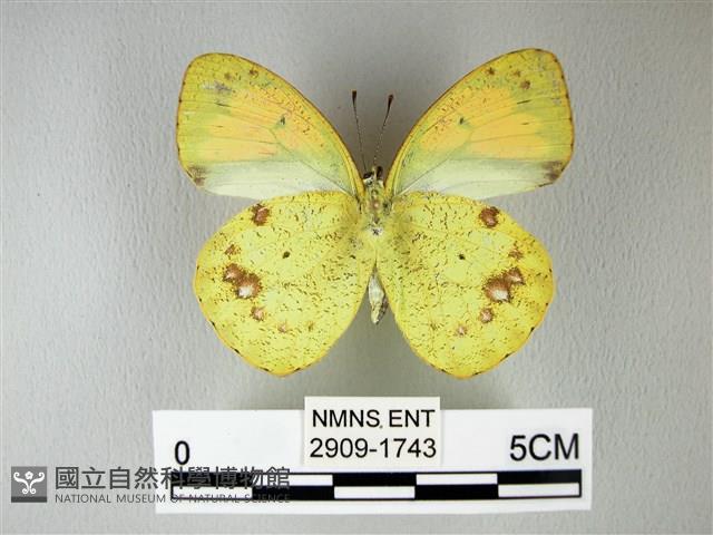 異粉蝶、雌白黃蝶藏品圖，第2張