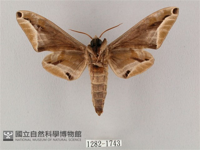 白點天蛾 藏品圖，第2張