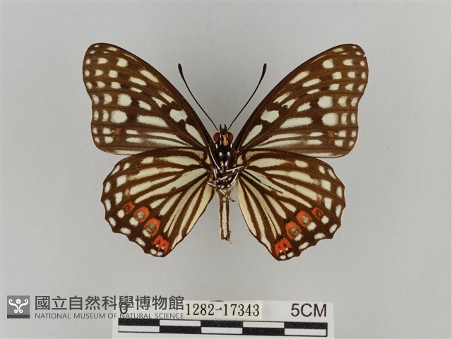 紅星脈蛺蝶藏品圖，第2張