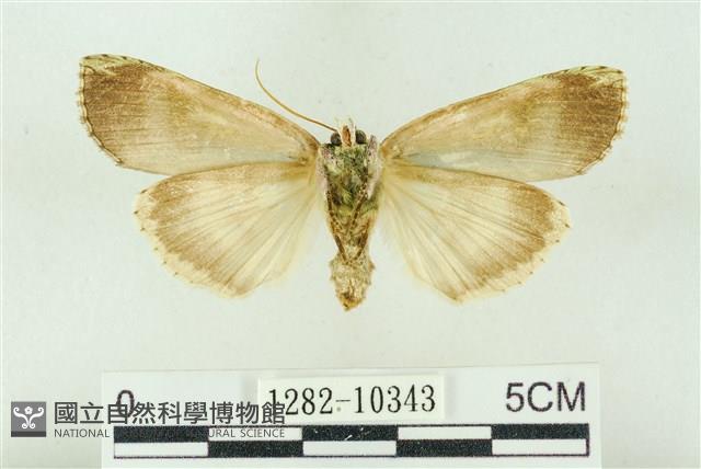 粉太波紋蛾藏品圖，第2張