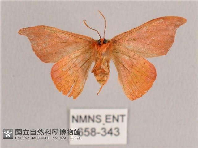 銀端帶鉤蛾藏品圖，第2張