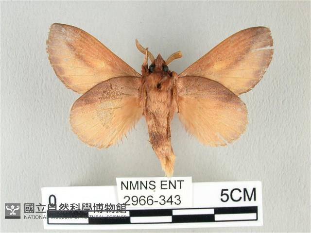 竹黃斜帶枯葉蛾藏品圖，第2張