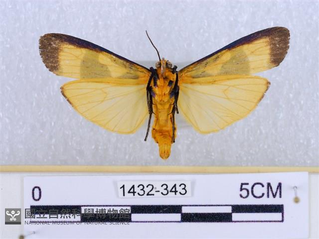 閃光苔蛾藏品圖，第2張