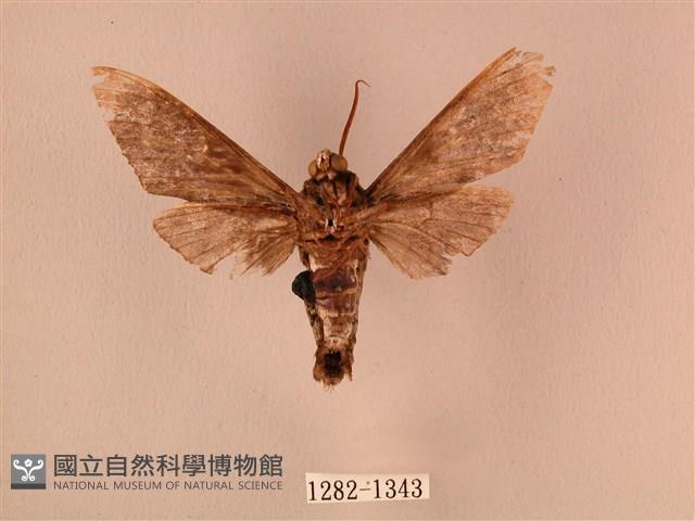 白星天蛾藏品圖，第2張