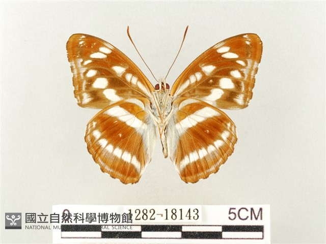 流帶蛺蝶藏品圖，第2張