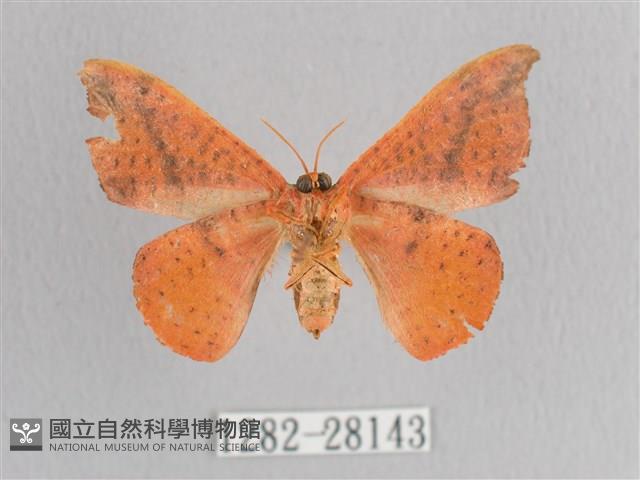 接骨木帶鉤蛾藏品圖，第2張