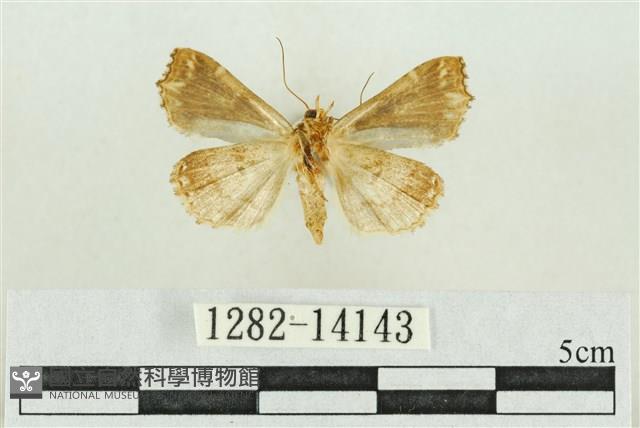 弧角散紋夜蛾藏品圖，第2張