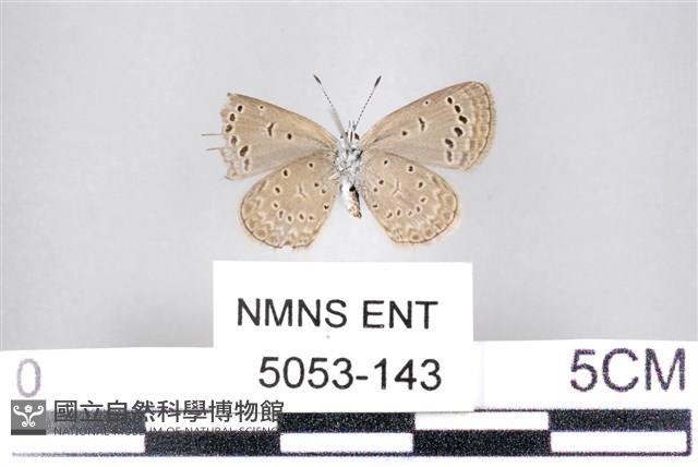 藍灰蝶沖繩亞種藏品圖，第2張