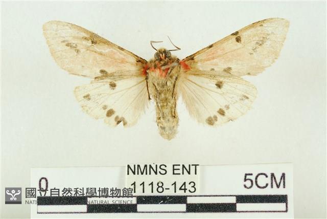 棍棒污燈蛾藏品圖，第2張