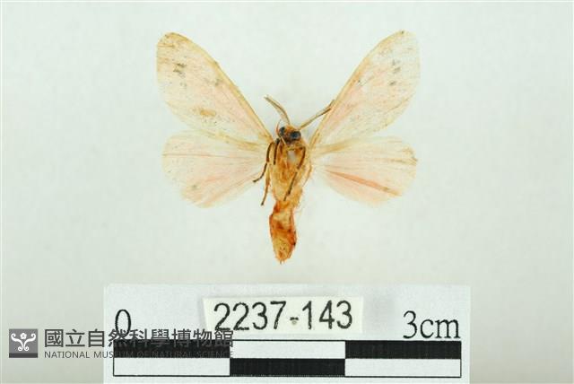 三條橙燈蛾藏品圖，第2張