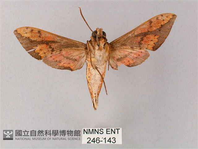 臺灣白肩天蛾藏品圖，第2張