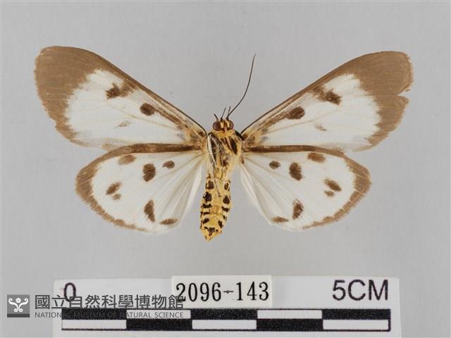 長斑擬燈蛾藏品圖，第2張