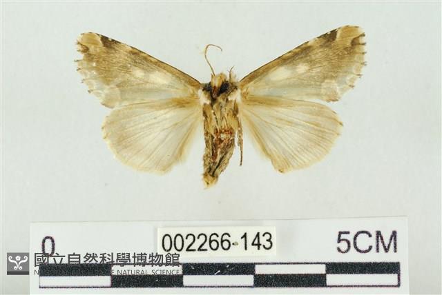 連珠波紋蛾藏品圖，第2張