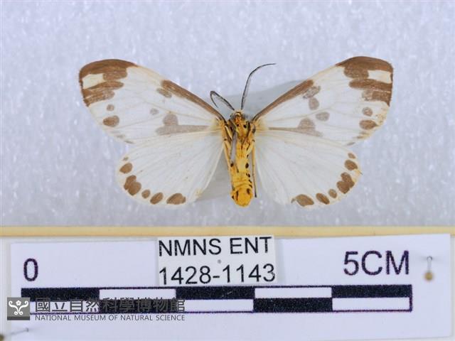 後凸蝶燈蛾藏品圖，第2張