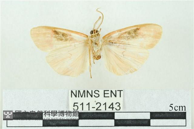 臺雪苔蛾藏品圖，第2張