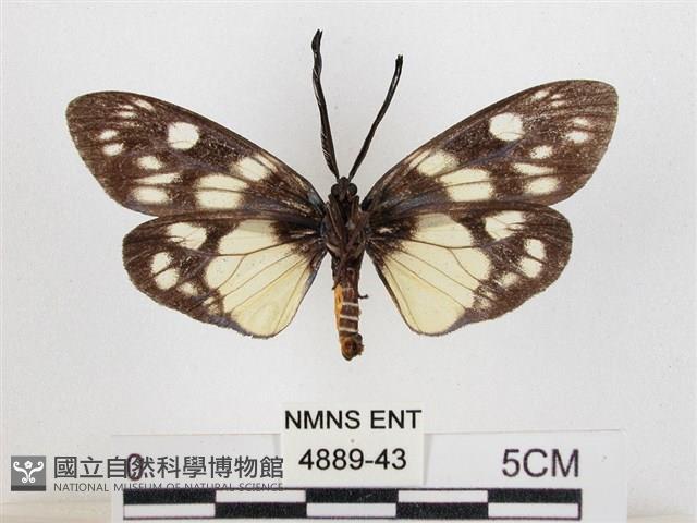 蓬萊茶斑蛾藏品圖，第2張