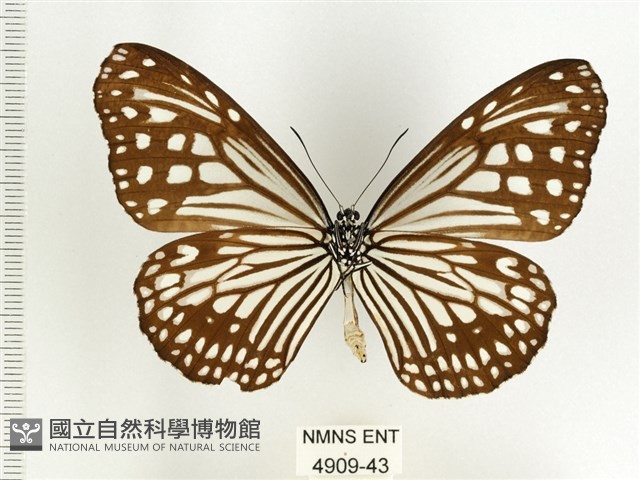 絹斑蝶藏品圖，第2張