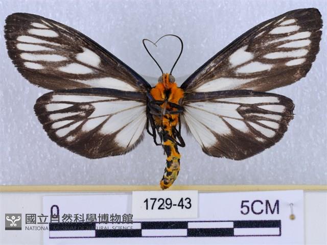 巨網燈蛾藏品圖，第2張