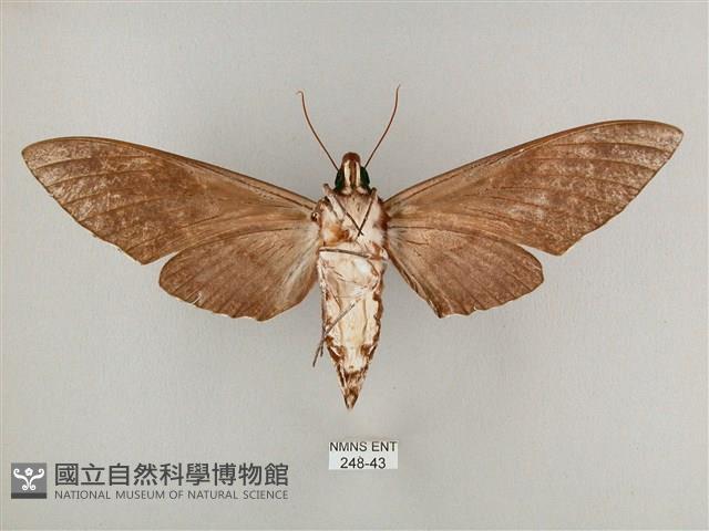 粗斜紋天蛾藏品圖，第2張