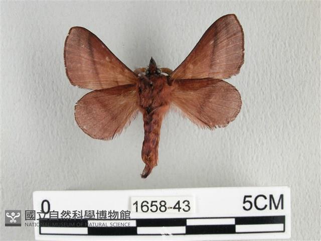 川邊氏枯葉蛾藏品圖，第2張