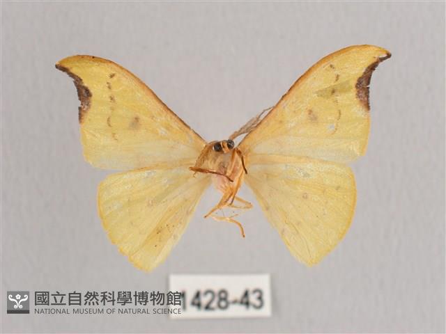 彎黑黃鉤蛾藏品圖，第2張