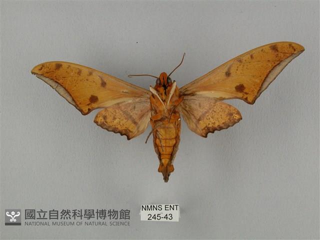 裂斑鷹翅天蛾藏品圖，第2張