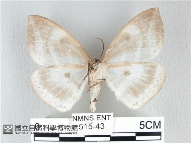 圓翅大鉤蛾藏品圖，第2張