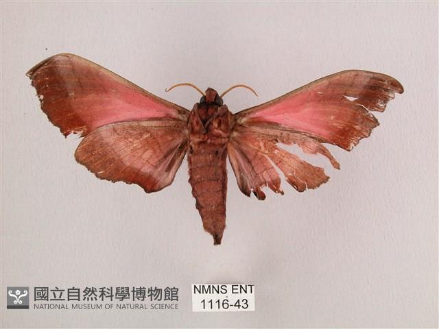 桃紅六點天蛾藏品圖，第2張