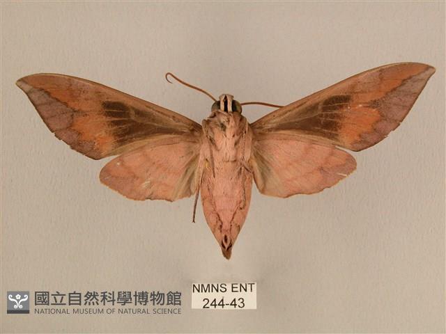 背中白天蛾藏品圖，第2張