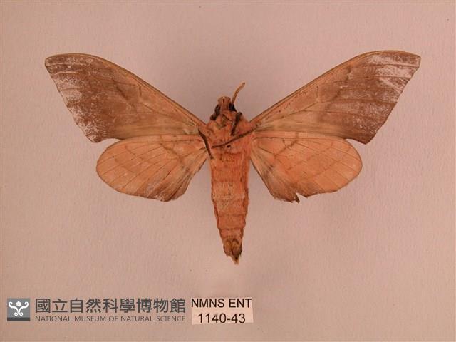 直翅六點天蛾藏品圖，第2張