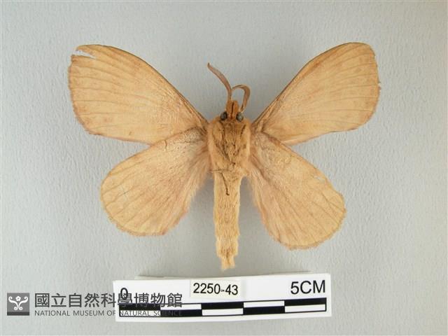 波紋枯葉蛾藏品圖，第2張