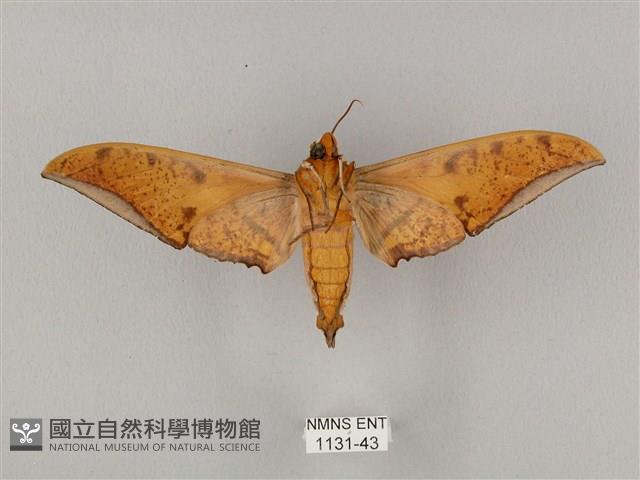 裂斑鷹翅天蛾藏品圖，第2張