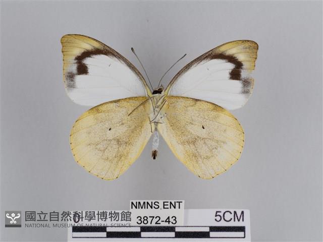 雲紋尖粉蝶藏品圖，第2張