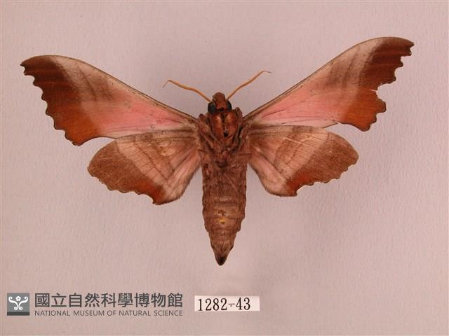 桃紅六點天蛾藏品圖，第2張