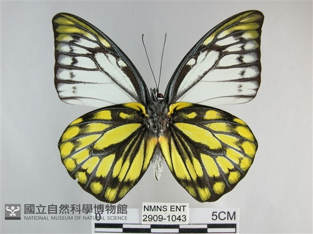 鋸粉蝶藏品圖，第2張