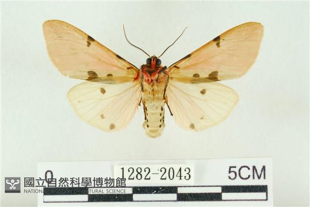 棍棒污燈蛾藏品圖，第2張