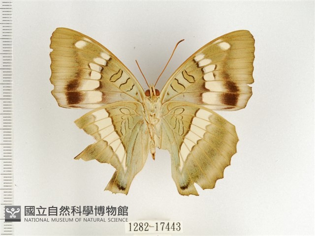 窄帶翠蛺蝶藏品圖，第2張