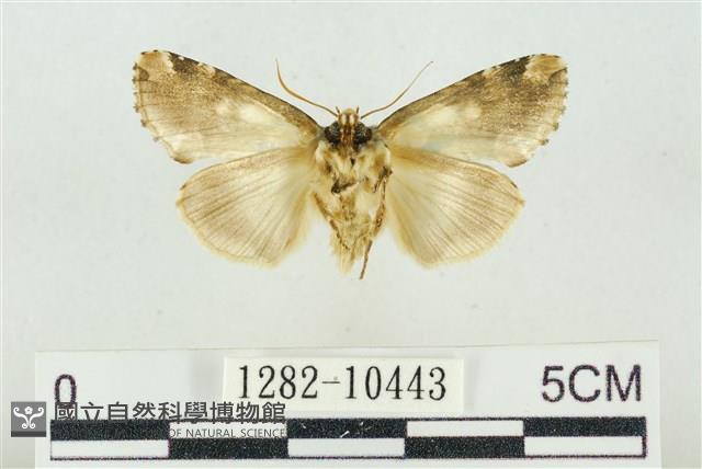 連珠波紋蛾藏品圖，第2張