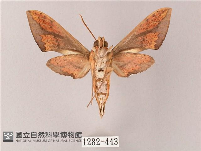 臺灣白肩天蛾藏品圖，第2張